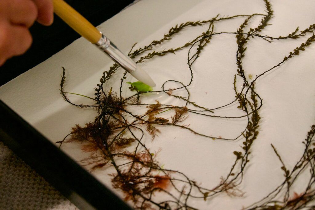 An introduction to Seaweed Pressing