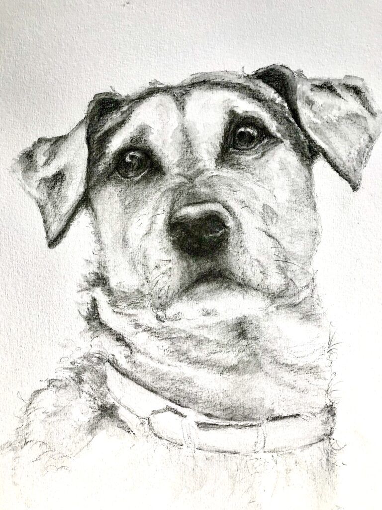 Animal Portraits from Photographs